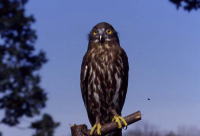 市の鳥(アオバズク)