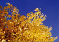 市の木(イチョウ)