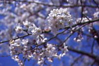 市の花(サクラ)