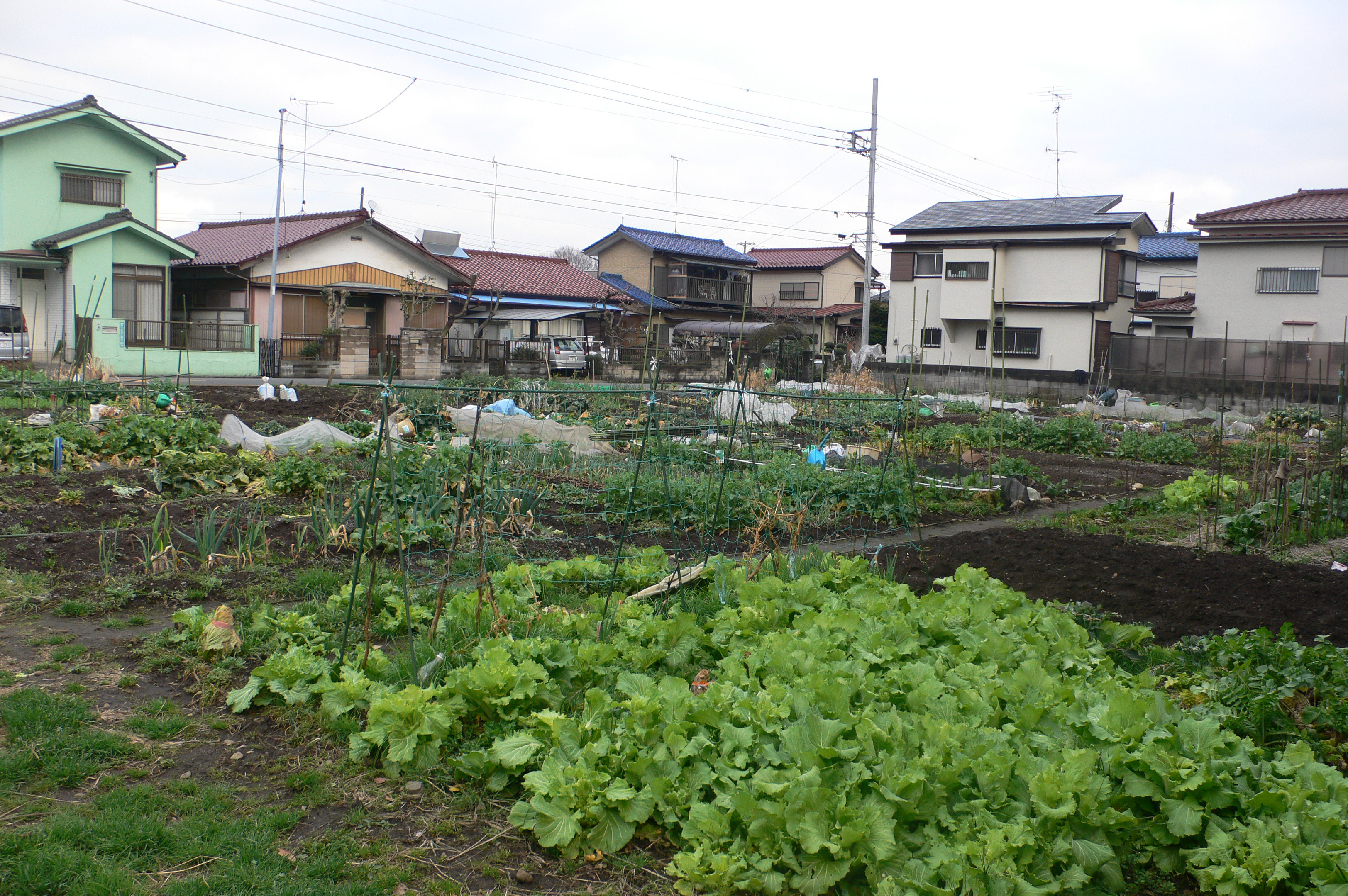市民農園の写真