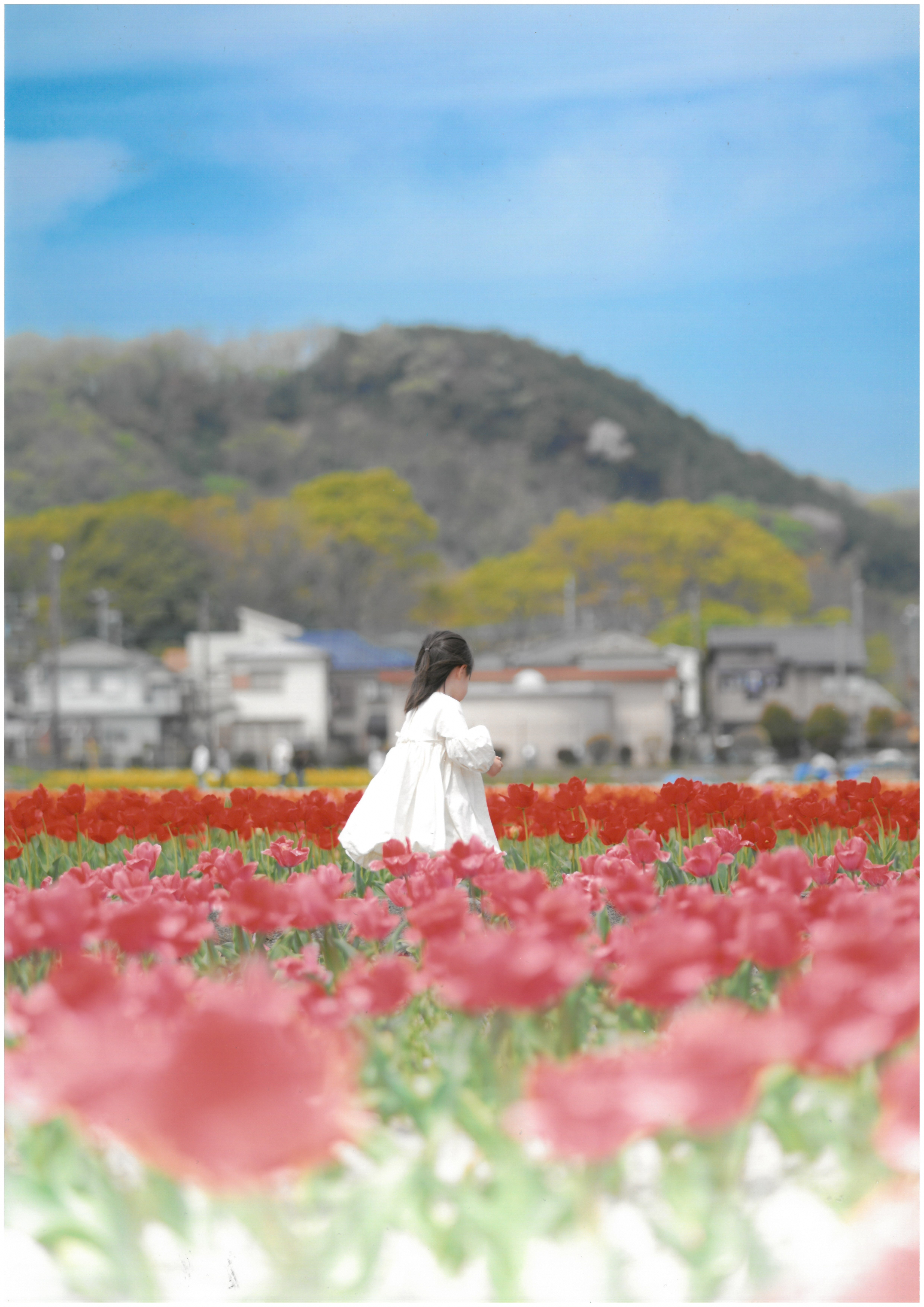 安藤　紗世さん　チューリップに誘われて