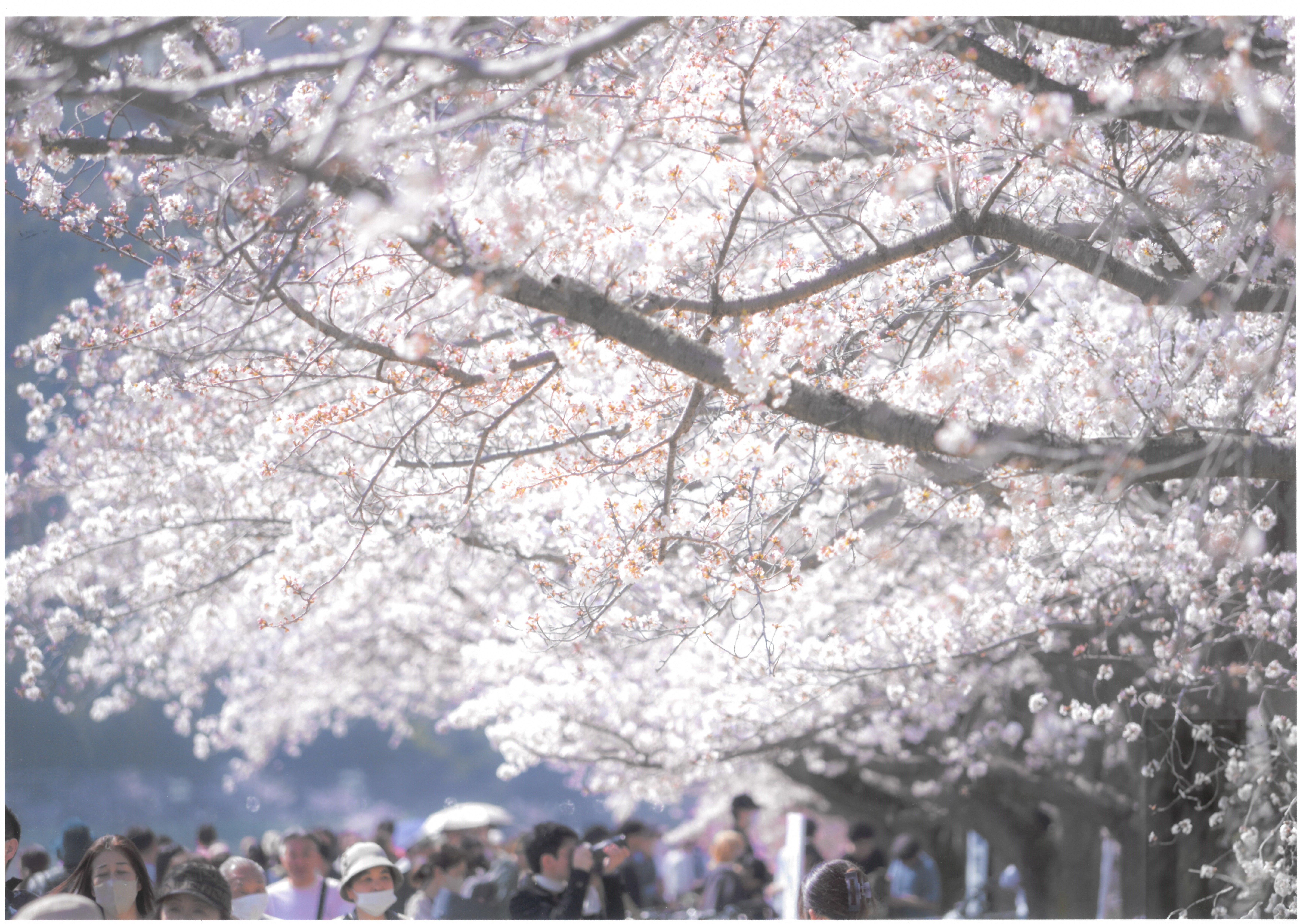 山本　和弘さん　　戻った春のにぎわい