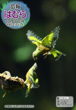 広報はむら10月1日号No.1126表紙(2羽のカワラヒワ)