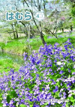 広報はむら4月1日号No.1138表紙(車堀に咲く花大根)