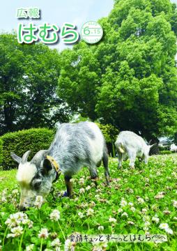 広報はむら6月15日号No.1143表紙(除草するヤギ)