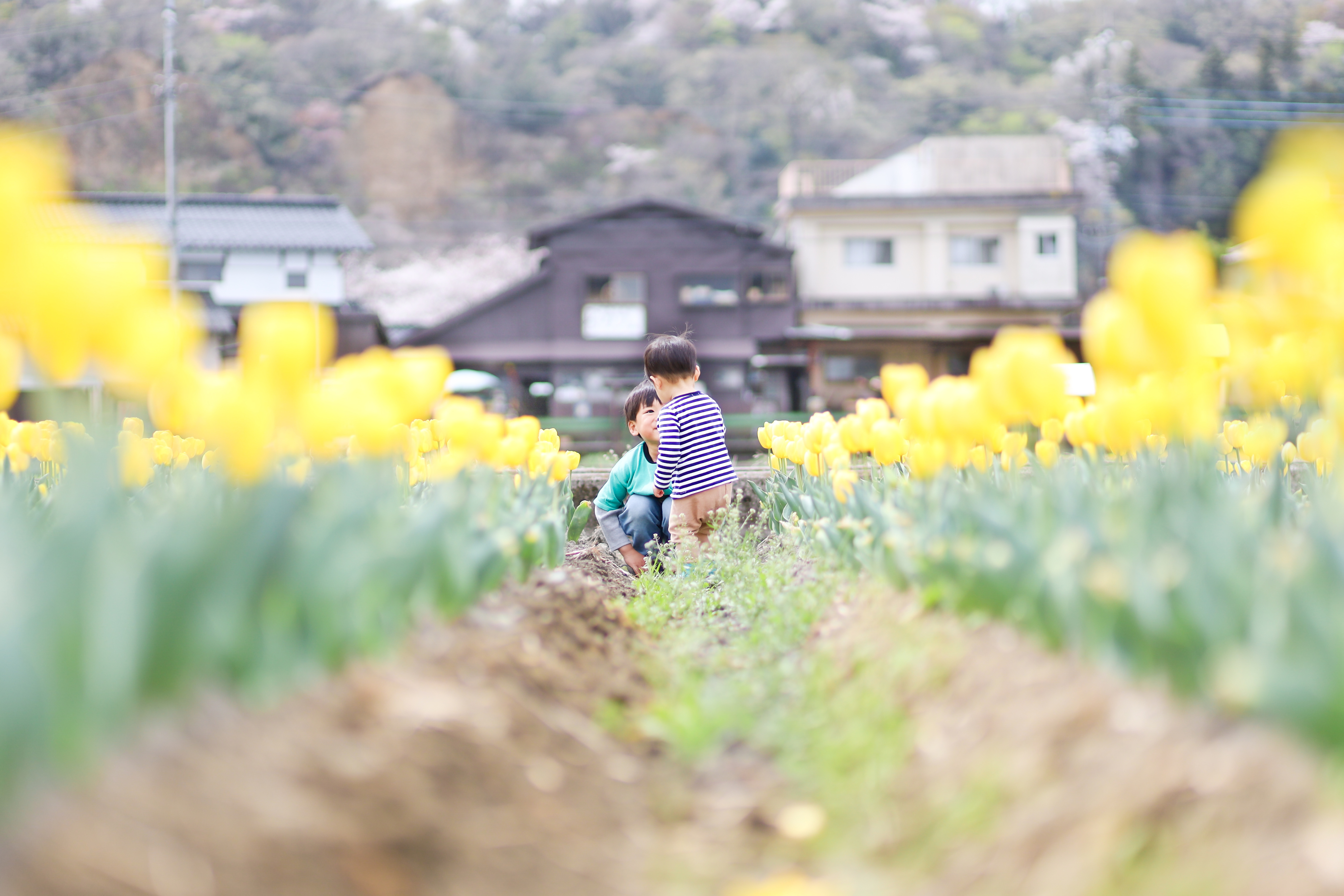 加藤　由佳さん　チューリップがふたりのおはなし聞いてるね