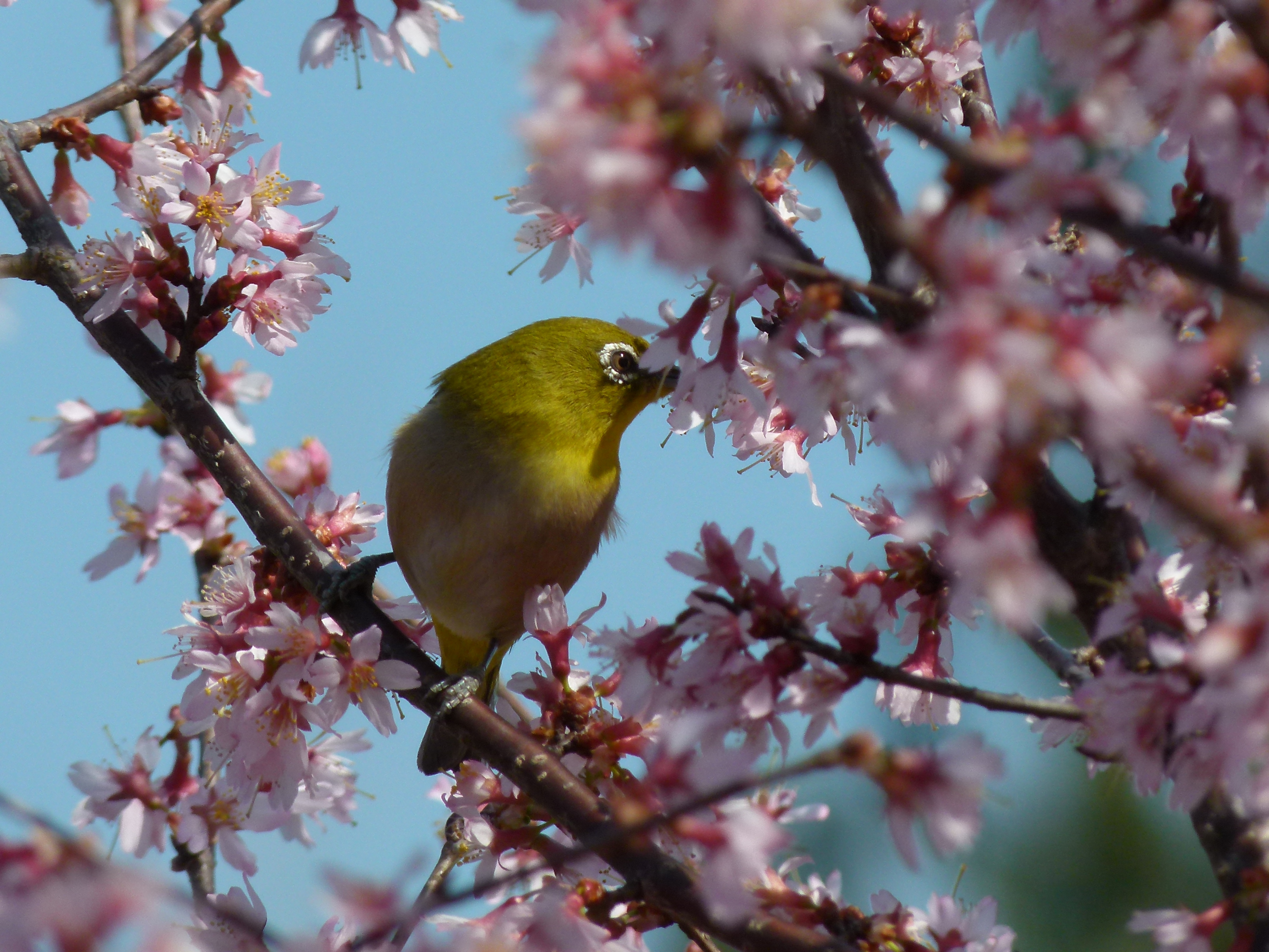 野澤　和史さん　　メジロと桜