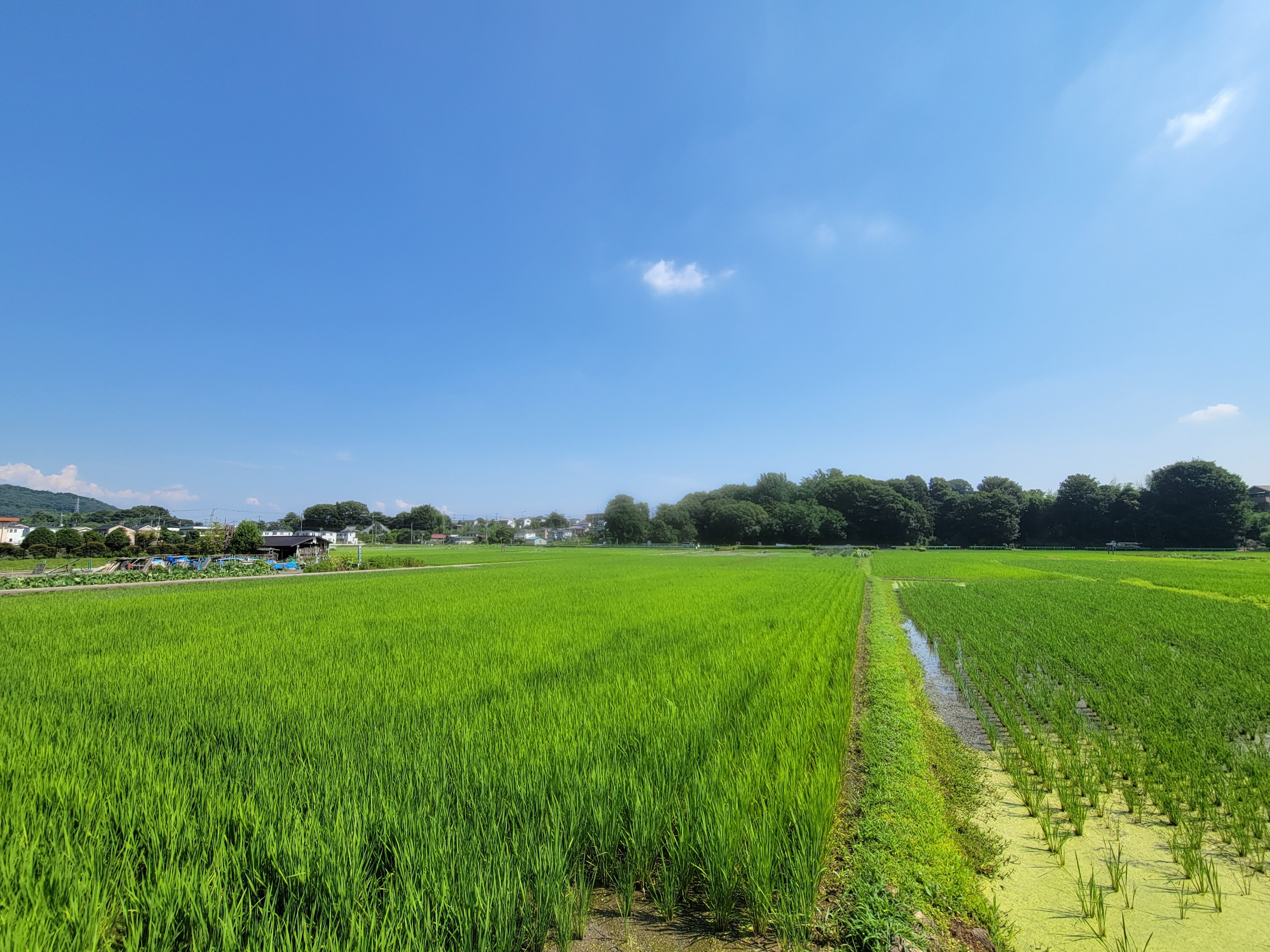 根がらみ前水田