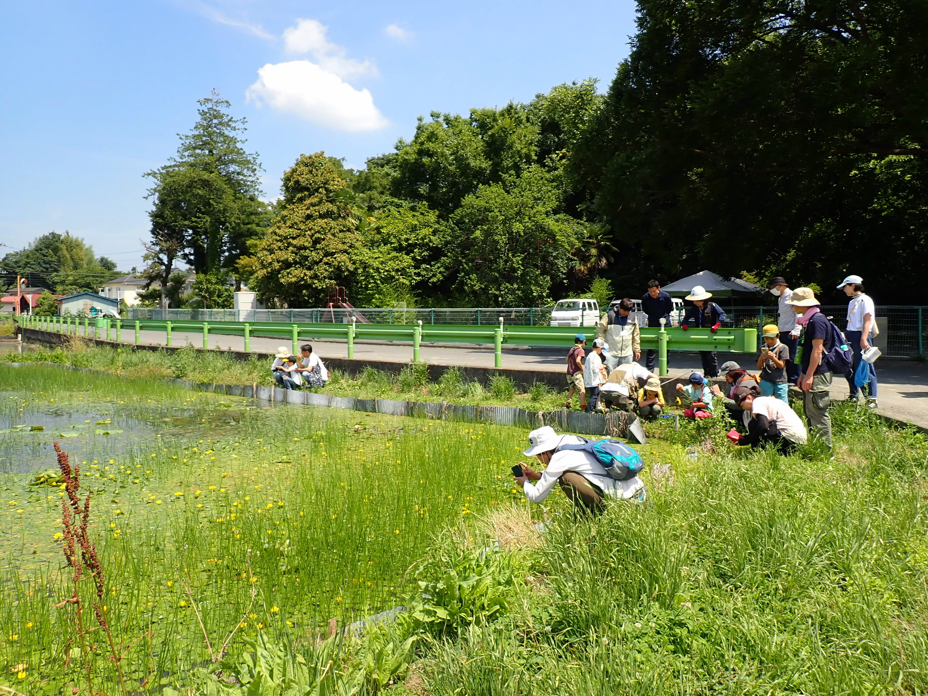羽村市の踊子草公園周辺の様子