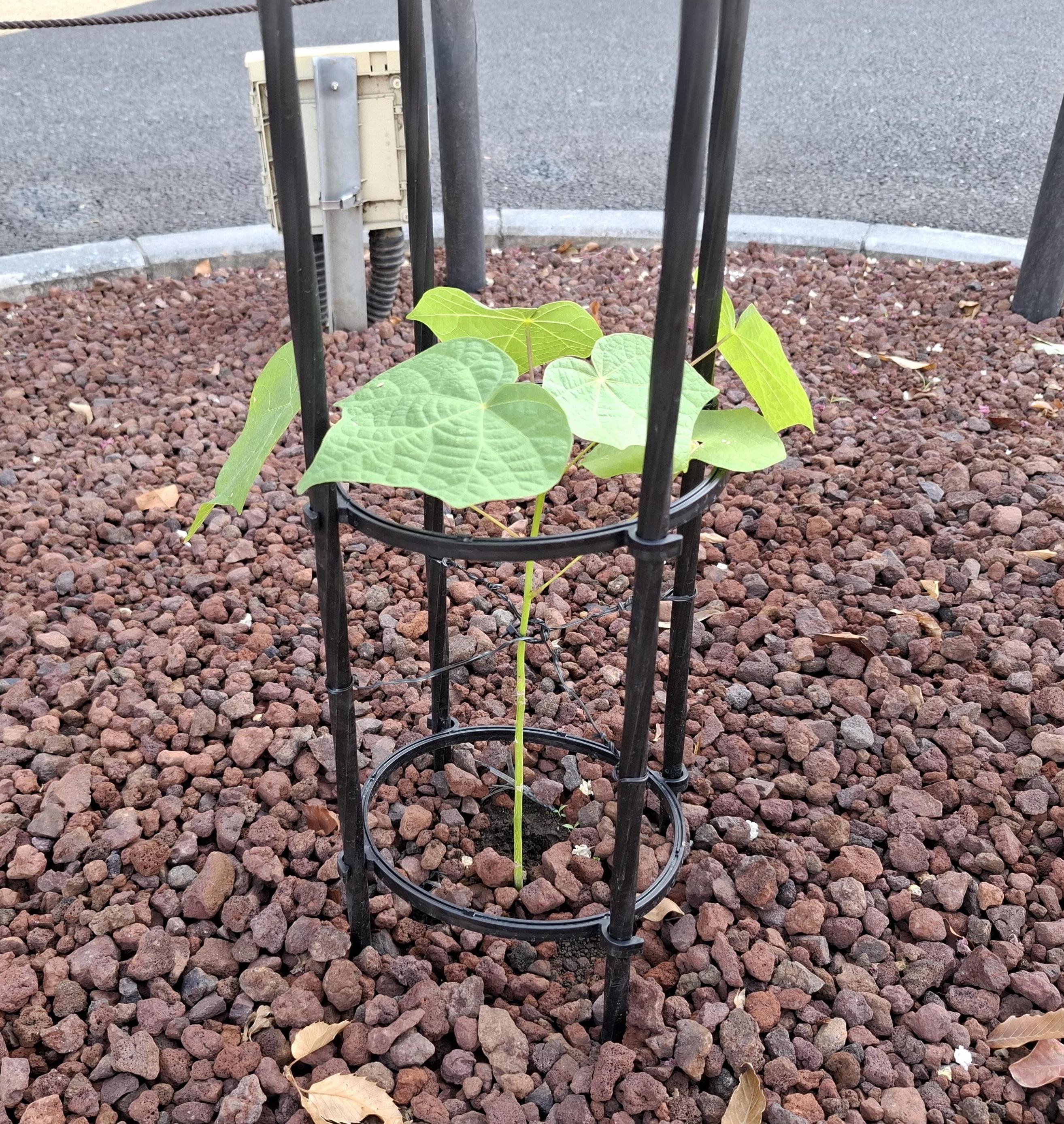 被爆アオギリ二世