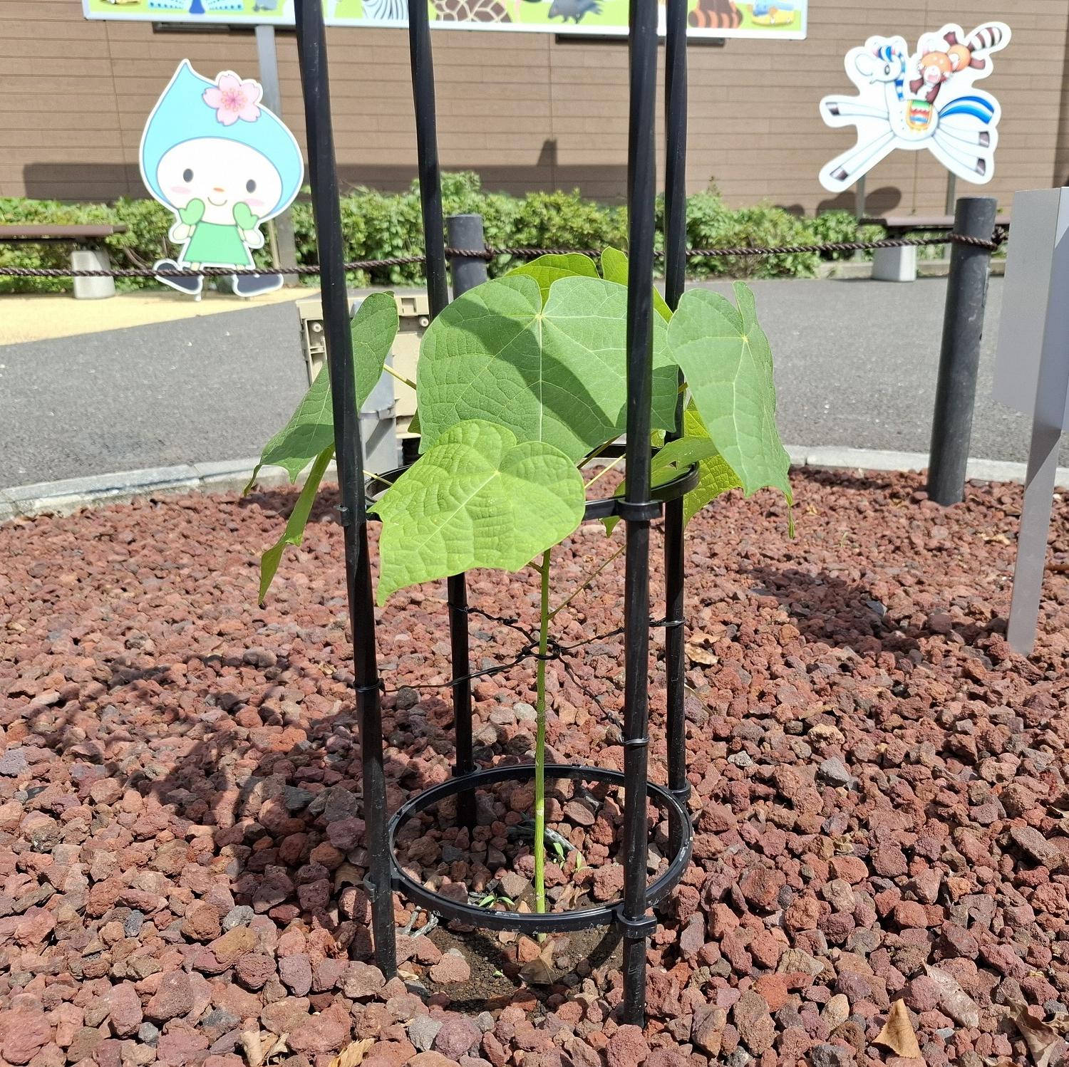 被爆アオギリ二世