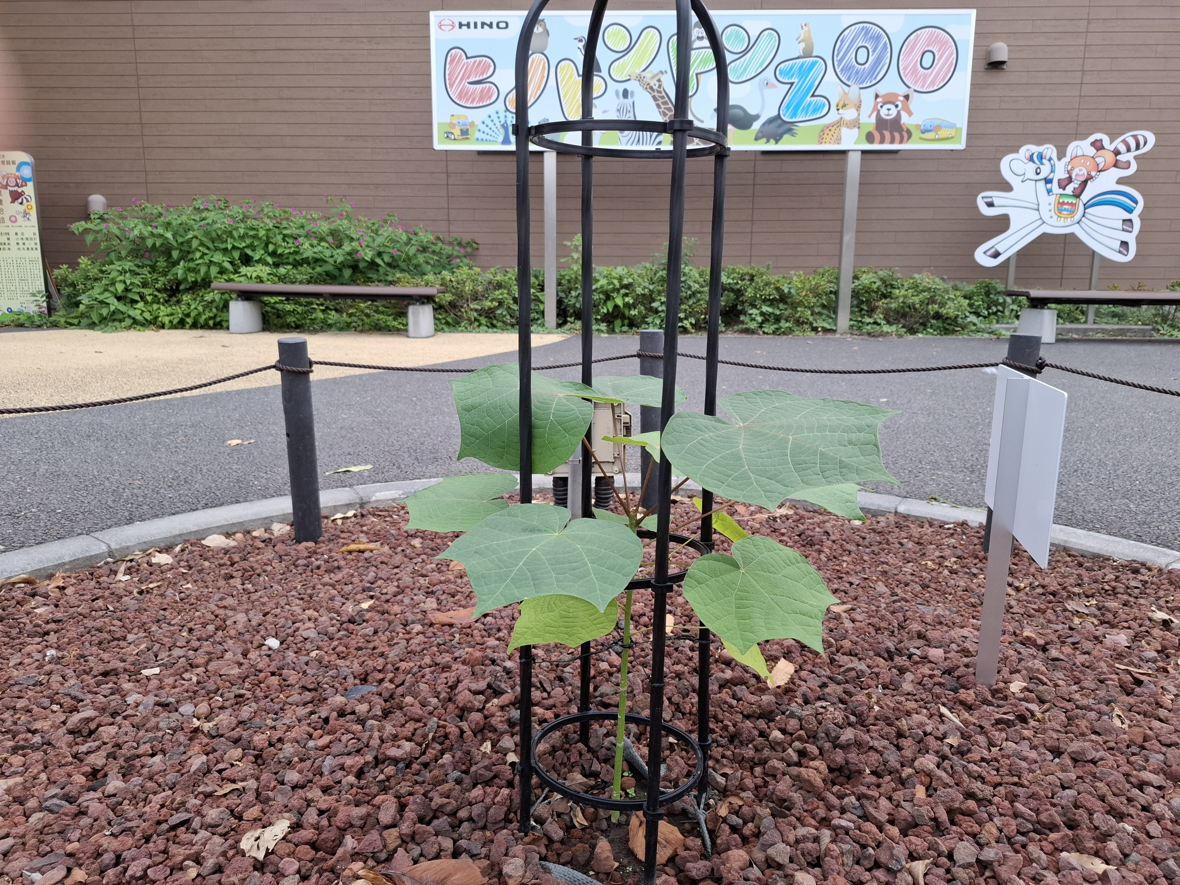 被爆アオギリ二世