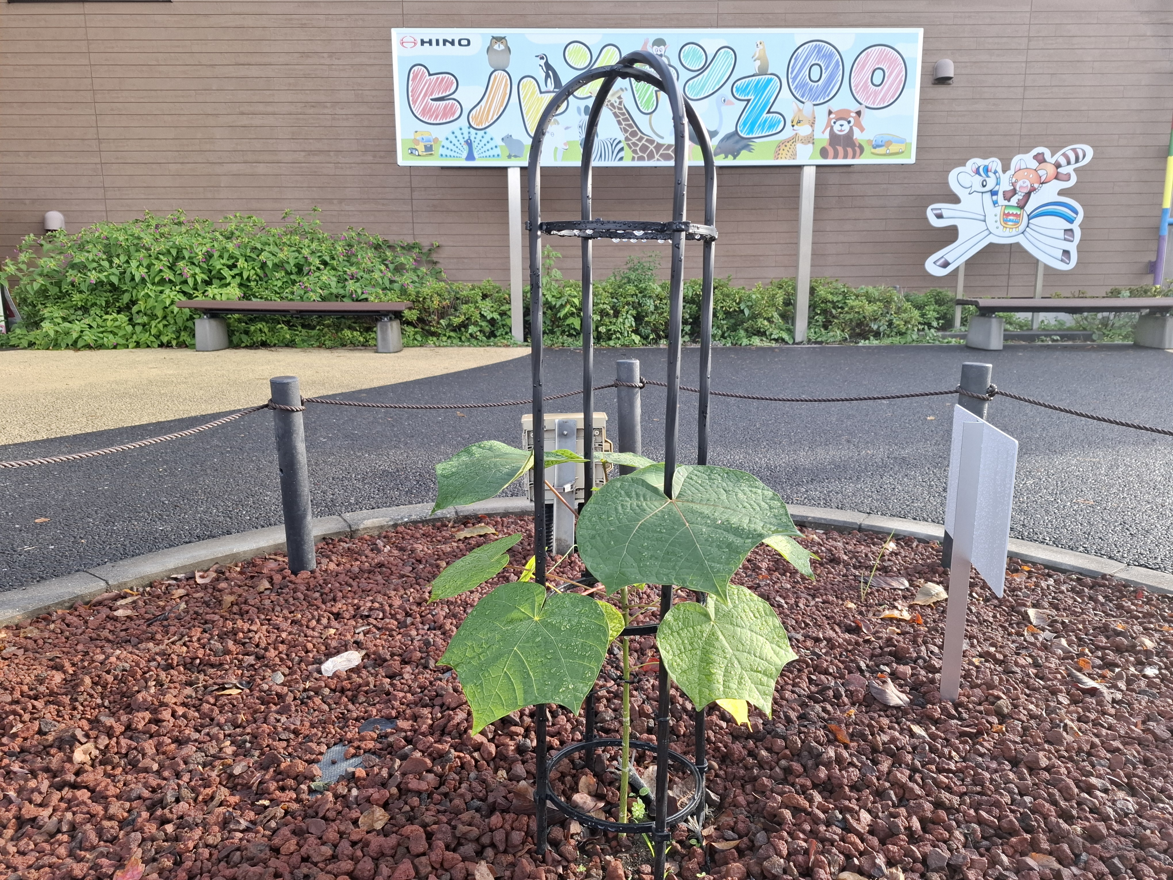 被爆アオギリ二世