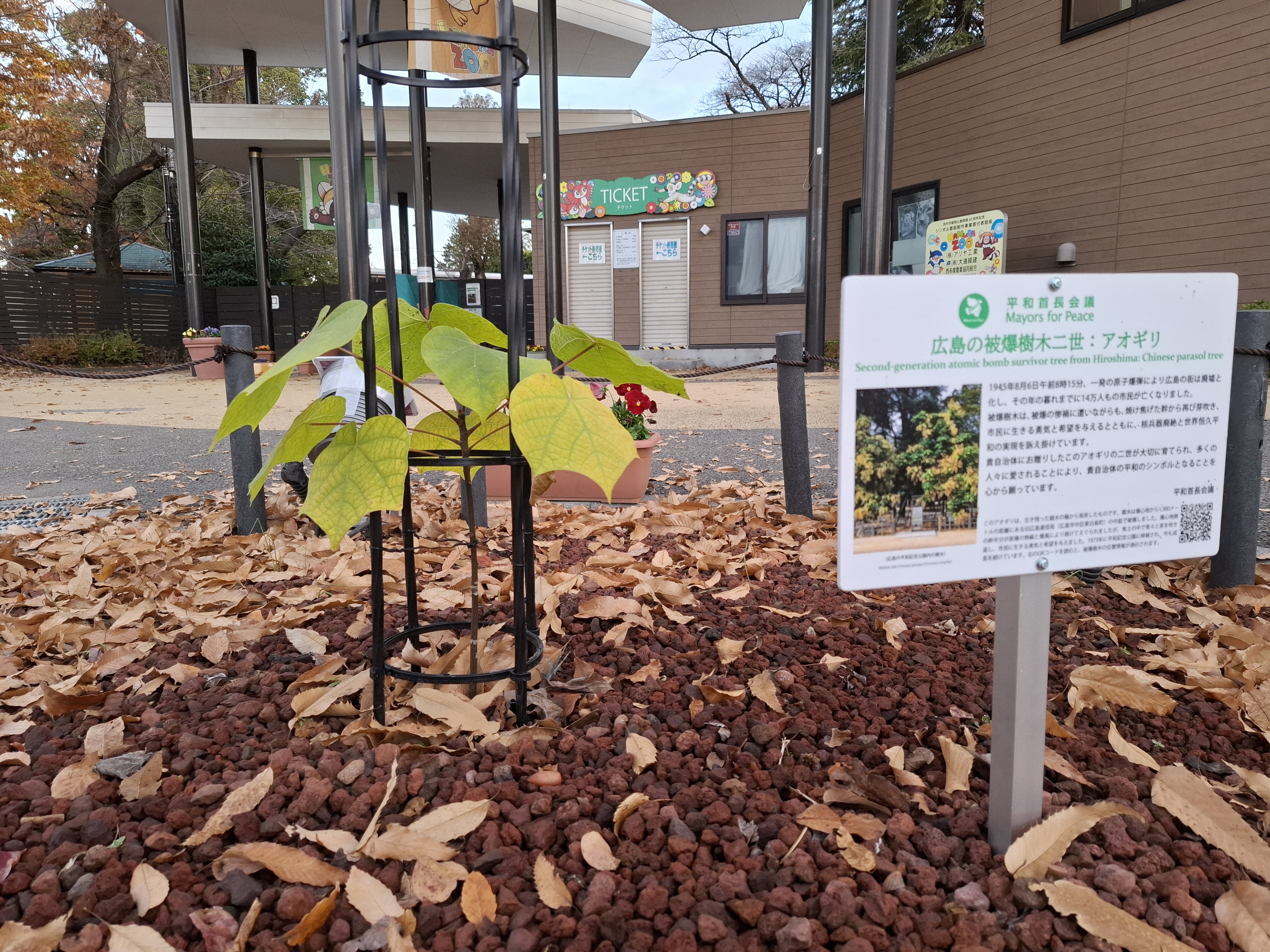 被爆アオギリ二世