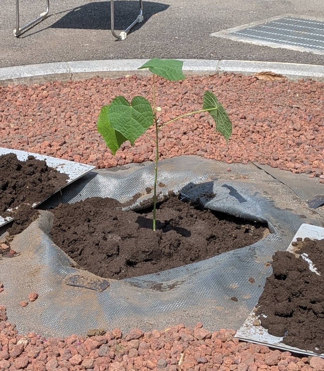 被爆アオギリ二世