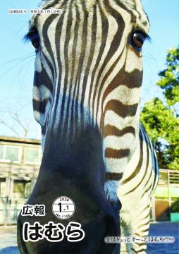広報はむら1月1日号No.1156表紙(ヒノトントンZOOのシマウマ「ナナカ」のアップ)