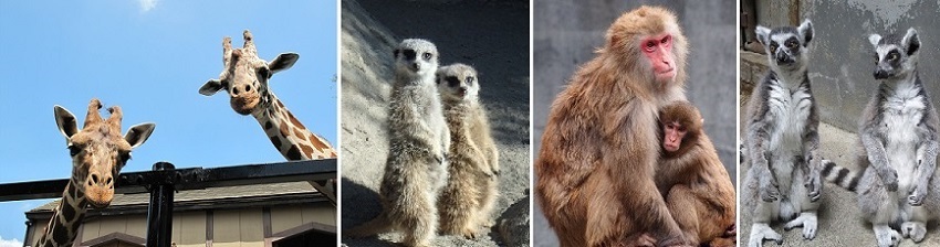 キリン、ミーアキャット、サル、ワオキツネザル