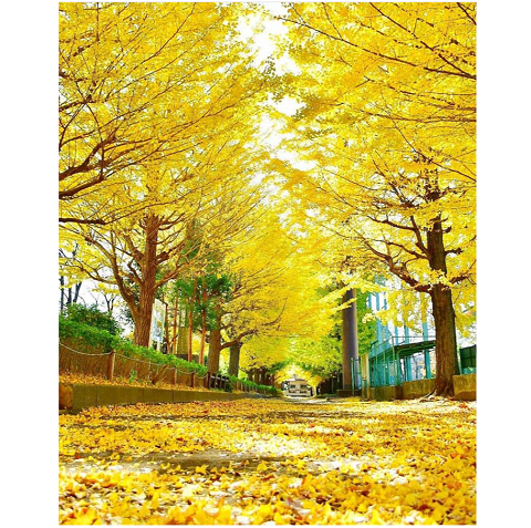 nanako53さんの投稿