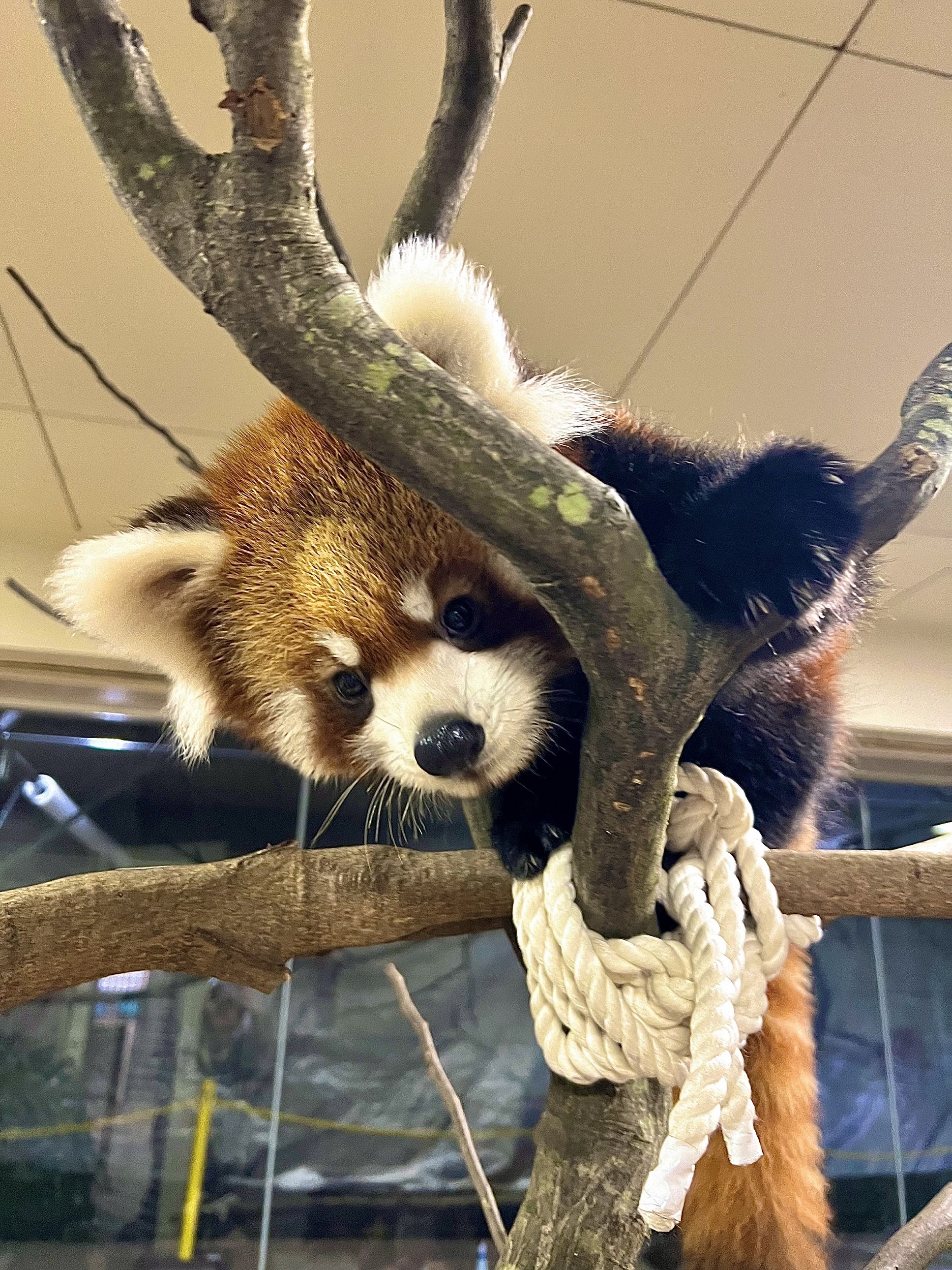 ヒノトントンZOOのレッサーパンダ