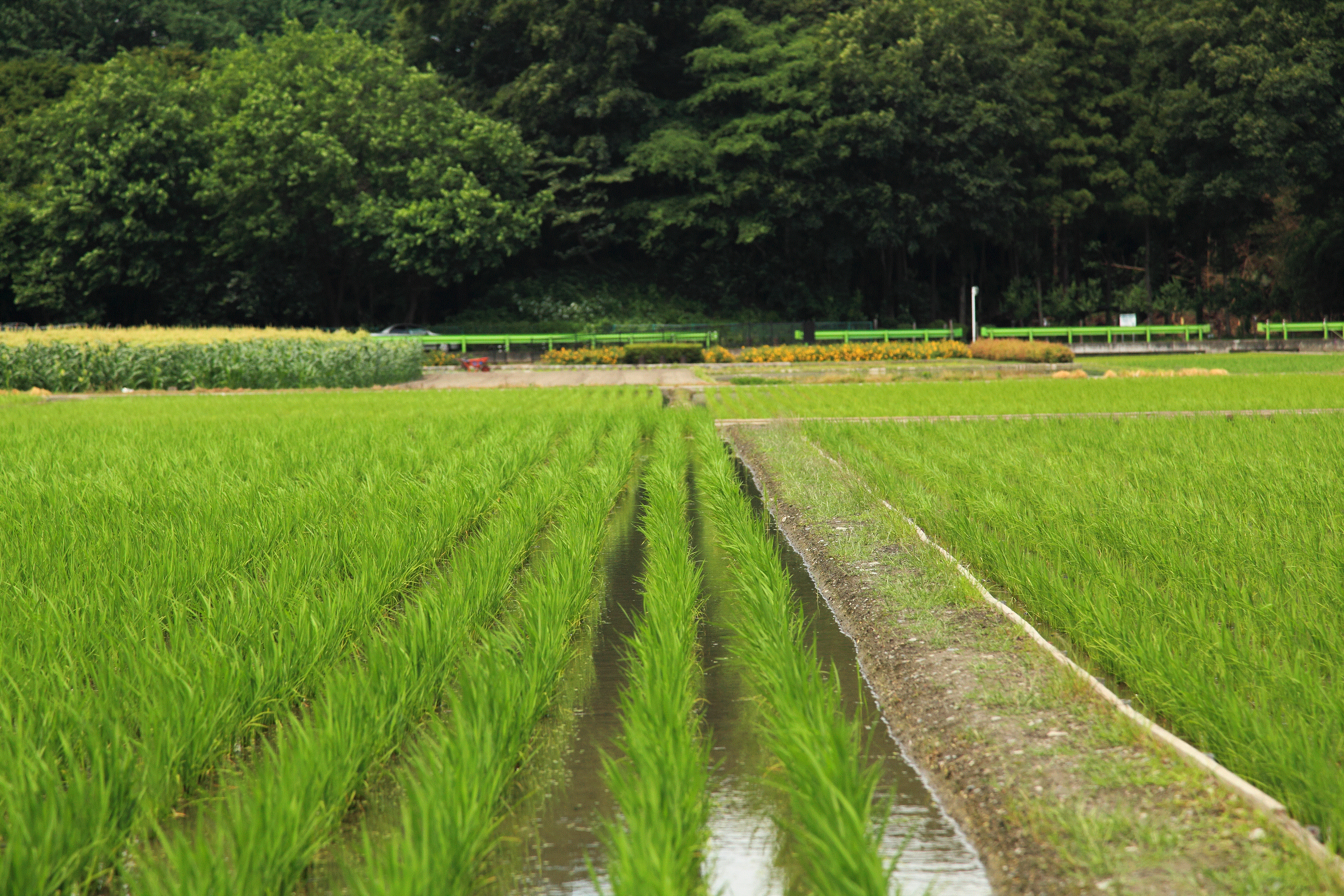 根がらみ前水田の夏、青々とした稲